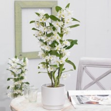 Orchid Dendrobium Nobile Apollon - 55-70cm (Incl. Pot)